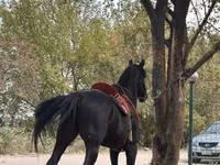 公马, Horses — 照片 2
