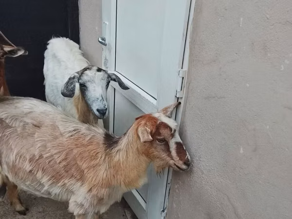 Goat, Goats