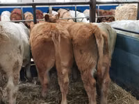 Bovins (lot, sexe non indiqué), Charolais cattle — photo 4