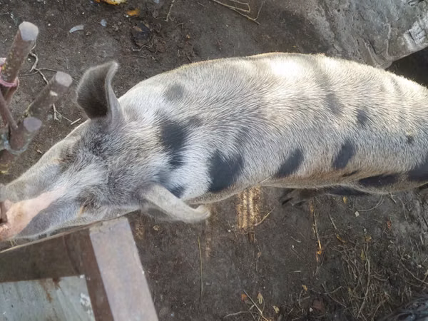 Eber, Schweine — Republik Moldau