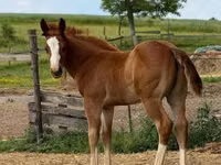 公马, Quarter Horse — 照片 5