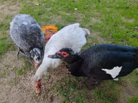 Guinea fowl — फ़ोटो 7