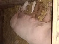 Säue, Schweine — Foto 1
