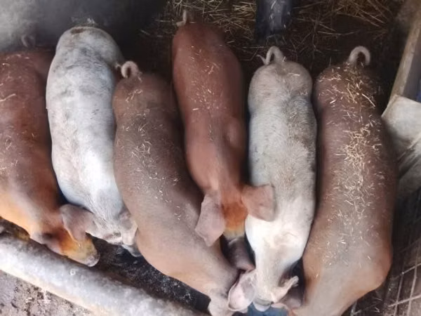 Vier, Porci