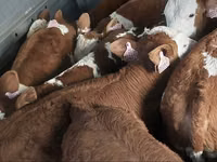 Touro, Simmental cattle — foto 4