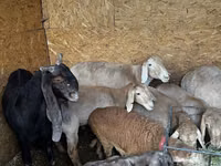 母羊, Arashan sheep — 照片 4