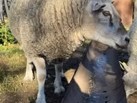 公羊, Texel sheep — 照片 1