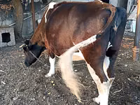 Vacă, Russian Black pied cattle — foto 5