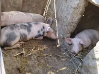 Scroafă, Porci — foto 4