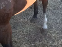 Jument, Arabian horse — photo 6
