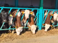 公牛, Simmental cattle — 照片 3