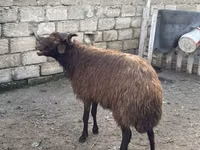 كبش, Red Karaman sheep — الصورة 4