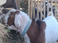 Ziegenbock, Nubian Goat — Foto 4
