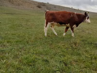 母牛, Simmental cattle — 照片 1
