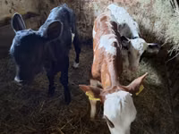 Vacă, Bovine — foto 1