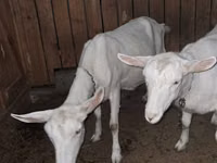 Chèvre, Saanen goat — photo 1