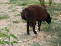 Ram, Baerchuke sheep — photo 1