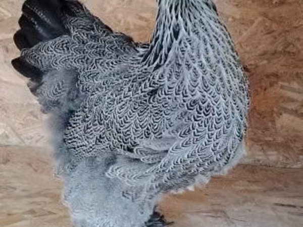Brahma