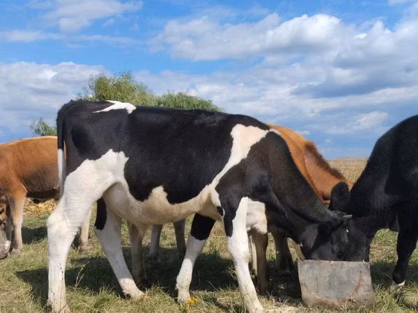 ثور, Russian Black pied cattle — مولدوفا
