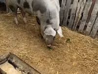 Scroafă, Porci — foto 3