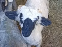 मेढ़ा, Valais Blacknose sheep — फ़ोटो 1