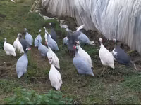 Chickens — 2-rasm
