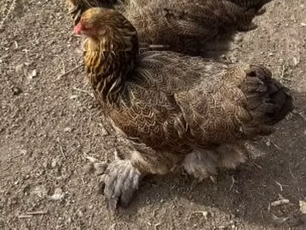 براهما