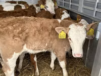 Toro, Simmental cattle — foto 1