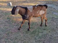 Billy Goat, Nubian Goat — photo 3