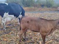 Vacă, Russian Black pied cattle — foto 3