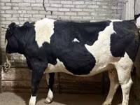 Sigir, Gollandiyalik zot — 3-rasm