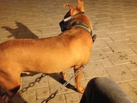 🐕 PİTBULL SATILIR! 🔹 Yaşı: 1 yaş 5 aylıq 🔹 Xarakteri: Sahibinə bağlı — сүрөт 1