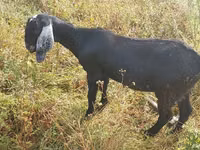 Cabra, Nubian Goat — foto 1
