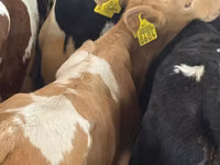 Bovine (lot, sex nespecificat), Simmental cattle — foto 4