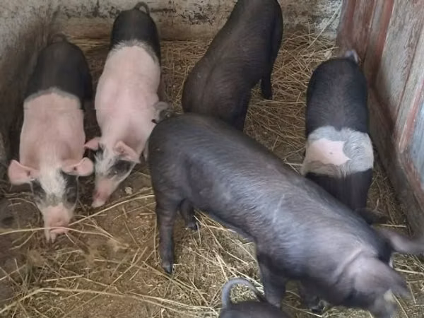 Scroafă, Porci