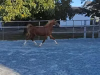 Caballo, Caballos — foto 1