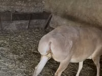 भेड़, भेड़ — फ़ोटो 3