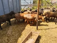 Qoç, Gorkov sheep — foto 3