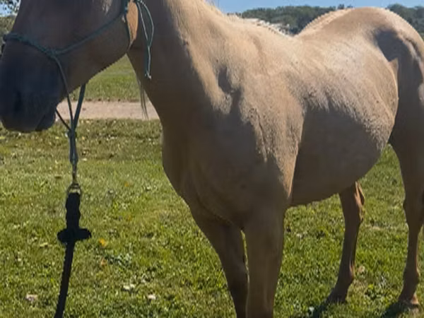 فرس, Quarter Horse