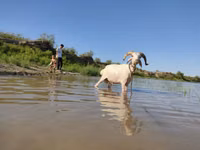 عنزة, الماعز — الصورة 3
