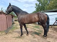 घोड़ा, Nonius horse — फ़ोटो 2