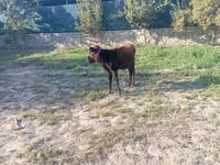 Cal, Cai — foto 6