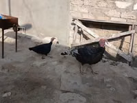 أبيض عريض الصدر — الصورة 2