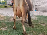 Vaca, Bovinos — foto 8