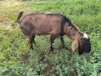 Ziegenbock, Nubian Goat — Foto 3