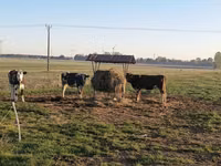 İnək, Russian Black pied cattle — foto 1