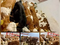 Cattle (batch, sex not specified), Cattle — photo 3