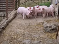 Schweine (Partie, Geschlecht nicht angegeben), Schweine — Foto 5