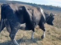 Vache, Russian Black pied cattle — photo 1