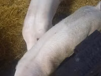 Scroafă, Porci — foto 1